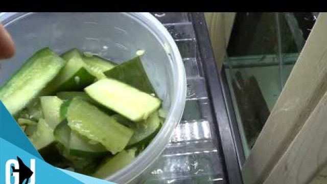 '#287: How to Blanch Cucumbers Zucchini for Plecos Crayfish - Tank Tip'