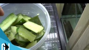'#287: How to Blanch Cucumbers Zucchini for Plecos Crayfish - Tank Tip'