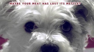 'Advert 3 - Twiggles Dog Food - Simran Kotak & Georgia Boorn'
