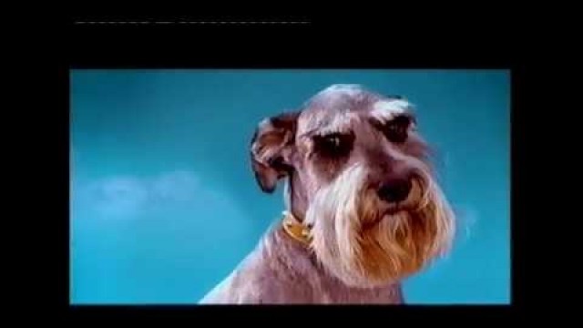 'Pedigree Dry Dog Food Advert On ITV1 March 2002 HTV UK TV'