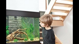 'HOW TO: Feed Aquarium Fish'