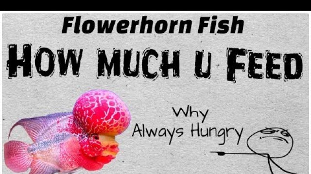 'Flowerhorn Fish Feeding Guide'
