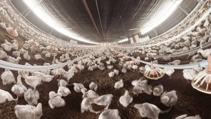 'Why Chicken May Be the Food of the Future (360 Video)'