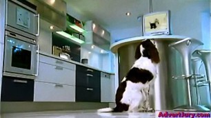 'Wagg Dog Food - Waggy Tails (Advert Jury)'