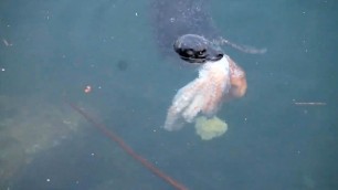 'Hungry Seal Devours Octopus On Hunt For Food'