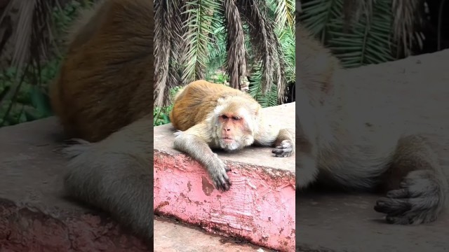 'monkey eating the food'
