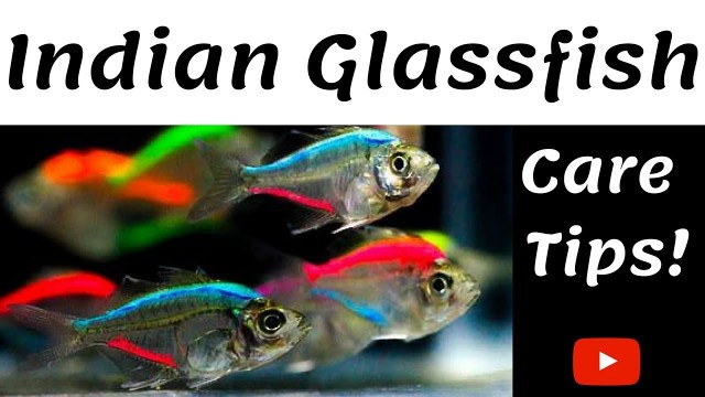 'Indian Glassfish Care Tips'