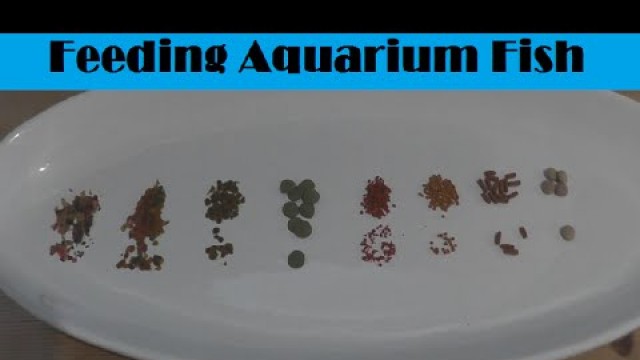 'What is the best aquarium fish food?'
