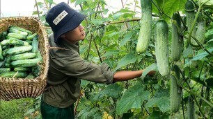 'Harvest cucumber garden to go to the market to buy food for dogs Lulu, wild - Forest Life CT| Ep 102'