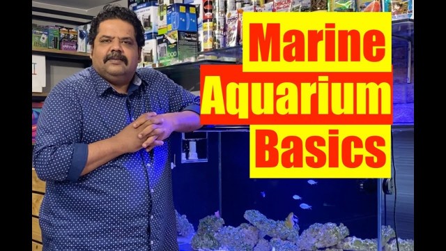 'Basics of a Marine Aquarium | Mayur Dev\'s Tips for Keeping Healthy Saltwater Reef Aquarium  HD 1080p'