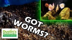 'Live Fish Food: How To Grow White Worms as Aquarium Fish Food'