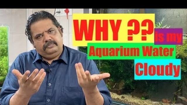 'Why is my aquarium water cloudy | Green | Cloudy Water in a fish tank? How to clean Aquarium water?'