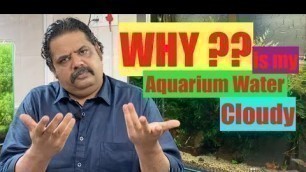 'Why is my aquarium water cloudy | Green | Cloudy Water in a fish tank? How to clean Aquarium water?'