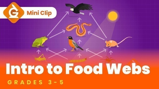 'Food Webs & Food Chains for Kids | Fun Lesson for Grades 3-5 | Science'
