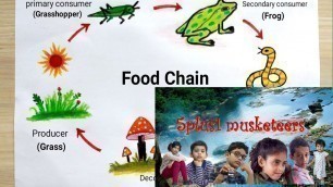 'food chain|food chain for kids|food chain for children|food chain model for class 5|food chain facts'