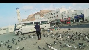 'This man buys food for each of these pigeons - even though the pigeons are not his'