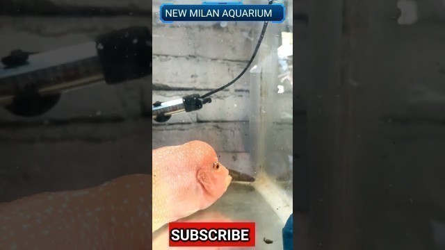 'flowerhorn fish care guide || Flowhorn fish treatment update || fish care || Tank me fish kiyu mar'