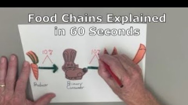 'Food Chains Explained in 60 Seconds'