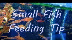 'Small fish feeding tip'