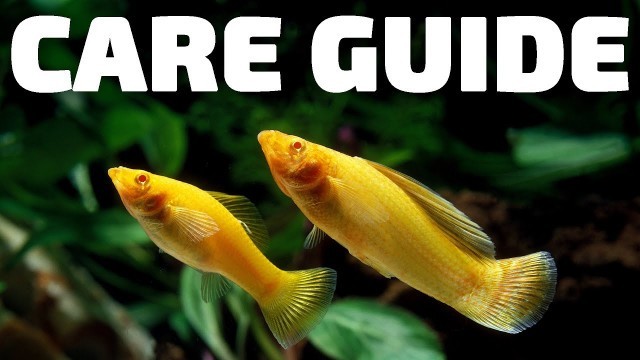 'Molly Fish Care Guide - Aquarium Co-Op'