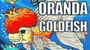 'Oranda Goldfish | Oranda Goldfish Care & Guide'