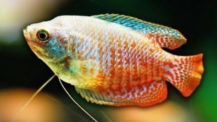 'Dwarf Gourami Care Guide - Amazing Aquarium Fish'