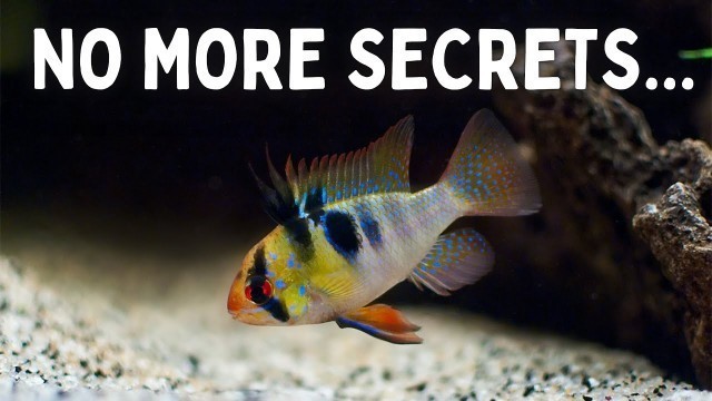 'Everything You Should Know Before You Get Ram Cichlids! 7 Tips for Keeping Rams in an Aquarium!'