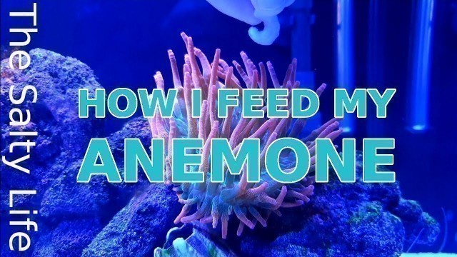 'HOW I FEED MY ANEMONE - STEP BY STEP GUIDE'