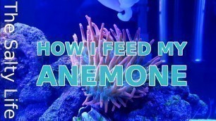 'HOW I FEED MY ANEMONE - STEP BY STEP GUIDE'