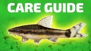 'Otocinclus Catfish Care Guide - Aquarium Co-Op'