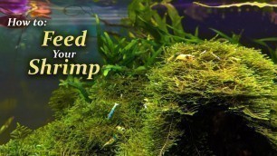 'How Often You Should Feed Your Shrimp - Feeding Tips from the 480 Gallon'