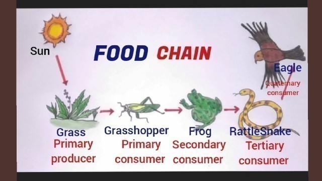 'How to draw a food chain easily step by step'