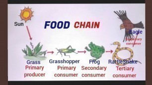 'How to draw a food chain easily step by step'