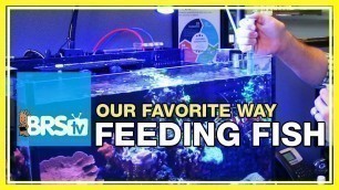 'FAQ #13: How do we feed the fish in our 160 gallon reef aquarium? | 52 FAQ'