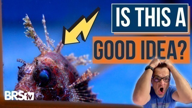 'Ready to Add Fish to Your Saltwater Tank? Consider These Tips First! - Ep: 29'