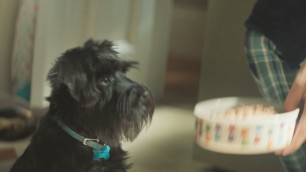 'Butcher’s Food For Dogs 2021 Advert – 6 second'