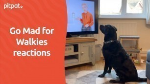 'Go Mad For Walkies TV Advert Reactions - PitPat Dog Activity Monitor - #madforwalkies'