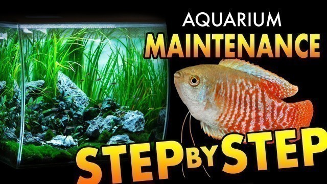 'HOW TO: Maintain an Aquarium | Step by Step | Tips & Tricks'