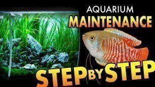 'HOW TO: Maintain an Aquarium | Step by Step | Tips & Tricks'