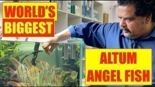'ALTUM - ANGELS Aquarium | Altum Angels Fish Eating Fish | Mayur Dev\'s Tips | Nature Aquarium'