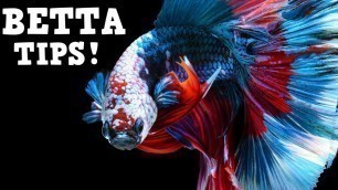 'Top Tips For Keeping A HEALTHY Betta Fish! Beginner Betta Techniques'