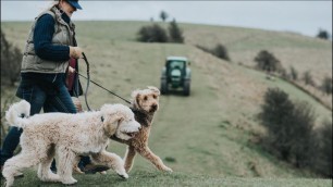 'Butcher\'s Food For Dogs 2021 TV Advert - British & Irish Farmed'