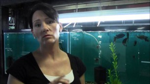 'How much food should I give to my fish? \"Quick Tips With Lisa\"  Presented by KGTropicals'