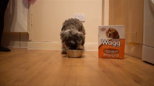'\'Wagg\' Dog Treat Advert 2'