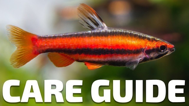 'Care Guide for Pencilfish - Aquarium Co-Op'