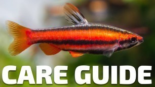 'Care Guide for Pencilfish - Aquarium Co-Op'