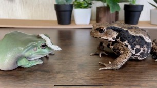 'The food on the head ... the toad in front of the frog ... what\'s the result?頭の上に餌…目の前にはライバル…結果は？'