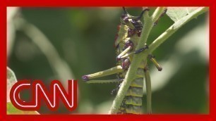 'Locust swarms threaten the food supply of millions'