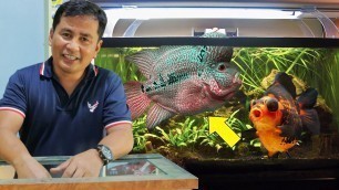 'Basic guide for aquarium hobby to new beginners │Aquarium set-up & best food for the fish'