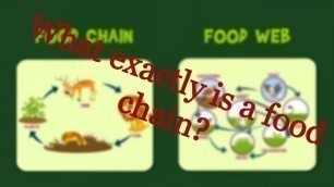 'What are food chains and food webs?|| For kids (Thinking Cap).'